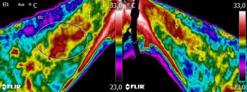 Pferdethermografie Hals