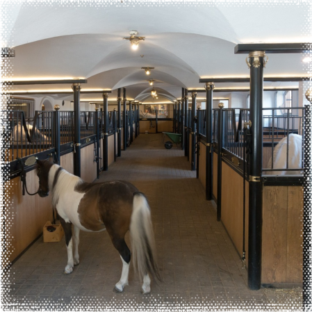 Untersuchungsort - Pferdethermografie