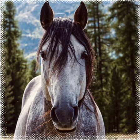 Vorbereitung des Pferdes für eine Pferdethermografie